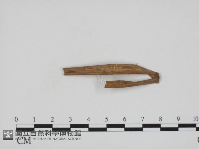黑粉菌屬藏品圖，第3張