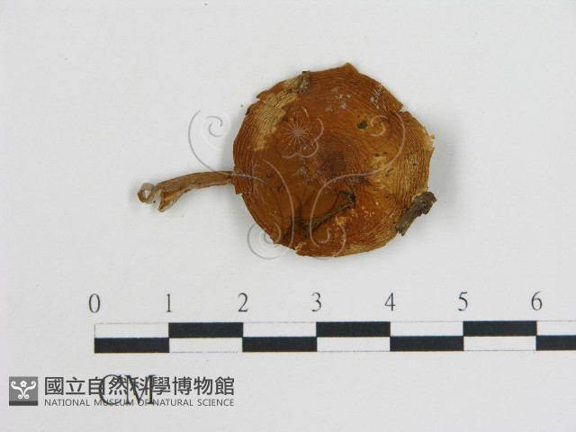 登錄號:F0014554藏品圖，第3張