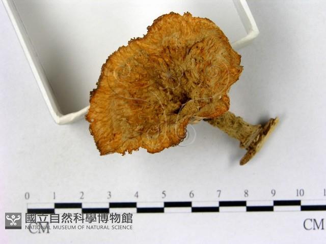 優雅波邊革菌藏品圖，第3張