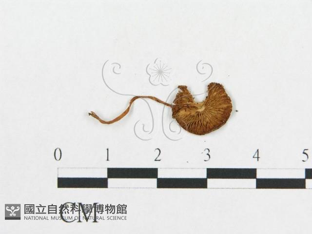 登錄號:F0007554藏品圖，第3張