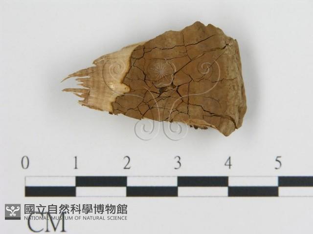 登錄號:F0017554藏品圖，第1張