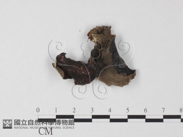 毛木耳藏品圖，第3張