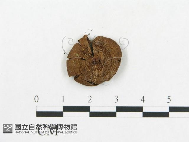 登錄號:F0005554藏品圖，第3張