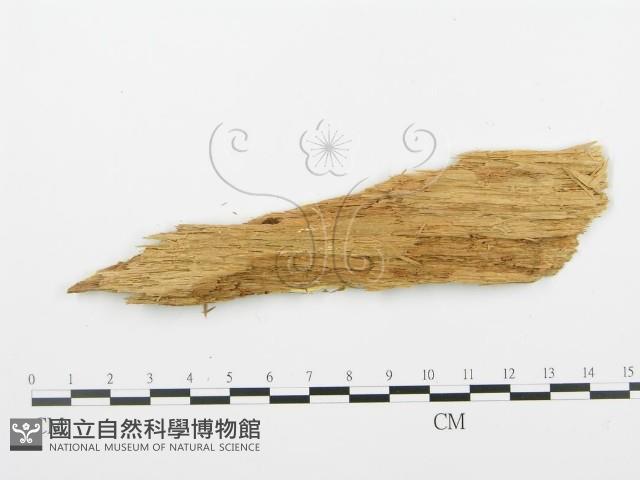 登錄號:F0009554藏品圖，第3張