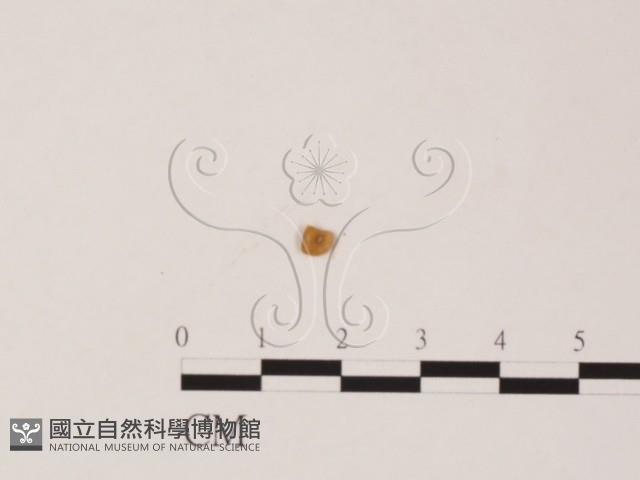 登錄號:F0019554藏品圖，第3張