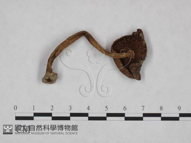 登錄號:F0023554藏品圖，第3張