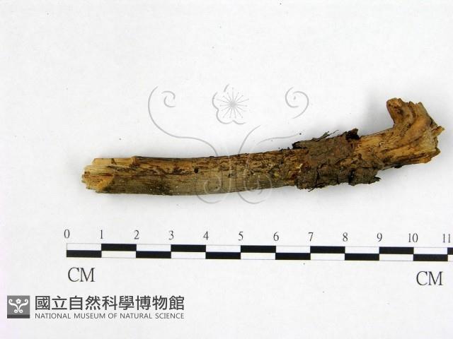 花耳屬藏品圖，第3張