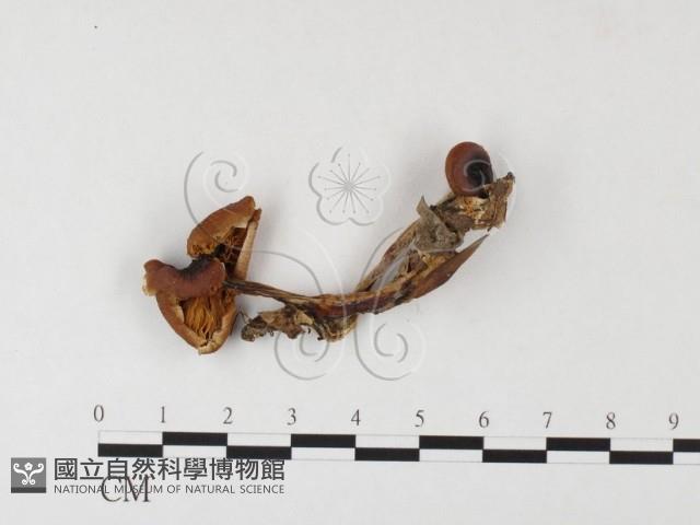 登錄號:F0026154藏品圖，第3張