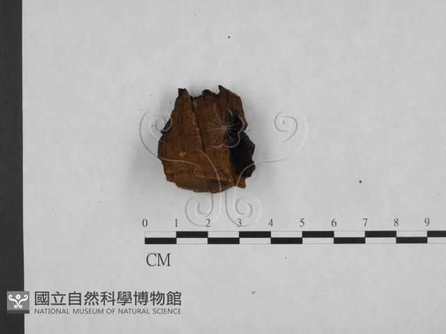 登錄號:F0006154藏品圖，第3張