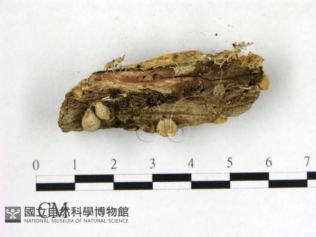 地星屬藏品圖，第3張