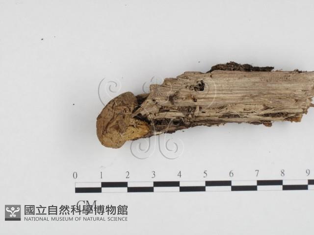 登錄號:F0024154藏品圖，第3張