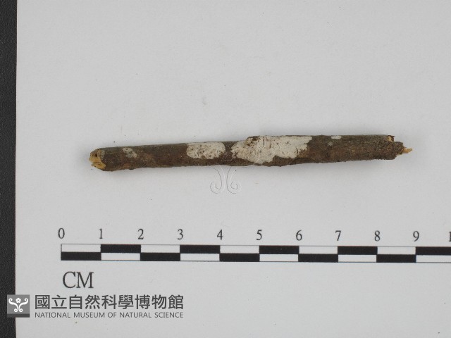 登錄號:F0004154藏品圖，第3張
