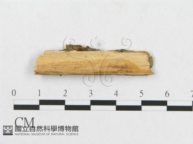 登錄號:F0014154藏品圖，第3張