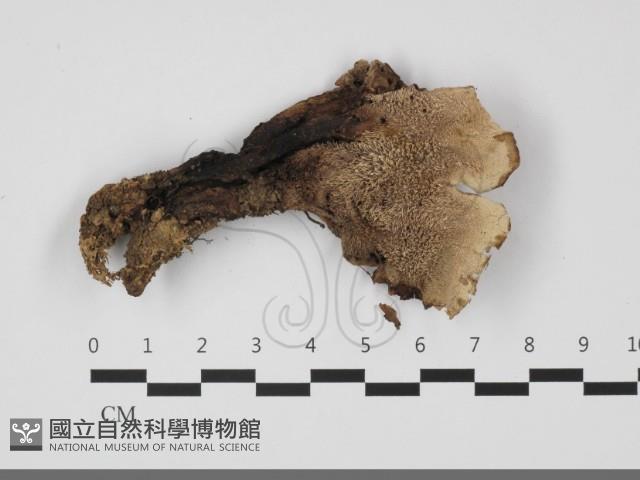 登錄號:F0032154藏品圖，第3張