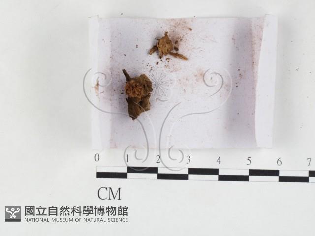 登錄號:F0027154藏品圖，第3張