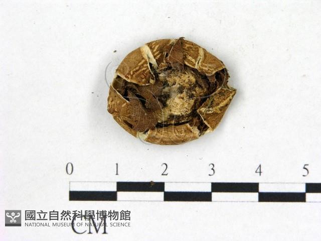 地星屬藏品圖，第3張