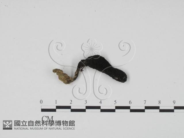 炭角菌屬藏品圖，第3張