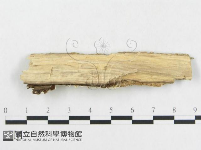登錄號:F0009154藏品圖，第3張