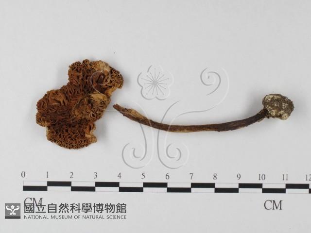 登錄號:F0019154藏品圖，第1張