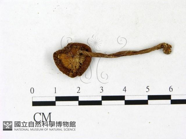 登錄號:F0023154藏品圖，第3張