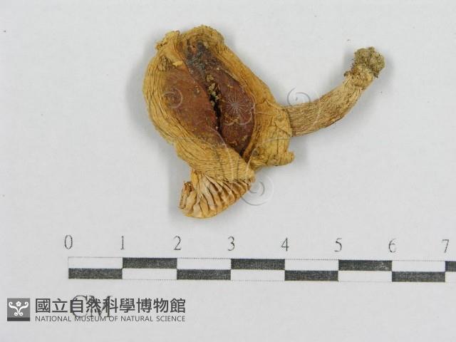 紅菇屬藏品圖，第3張