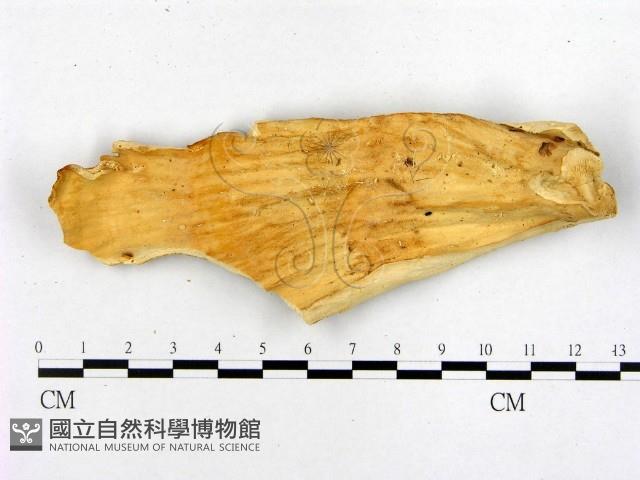 登錄號:F0008054藏品圖，第3張