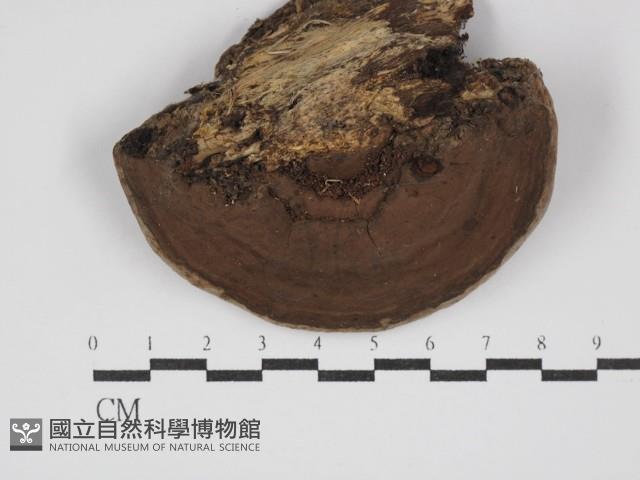 靈芝屬藏品圖，第3張