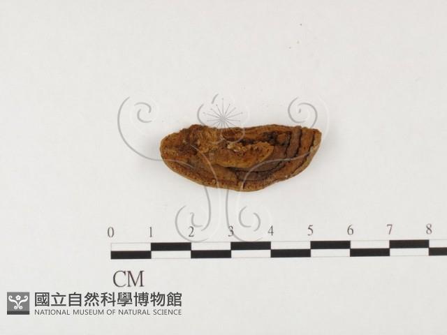 登錄號:F0026054藏品圖，第3張