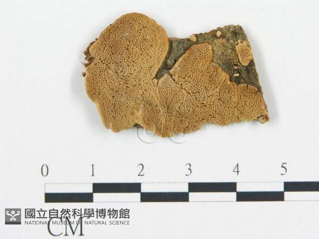 登錄號:F0006054藏品圖，第3張