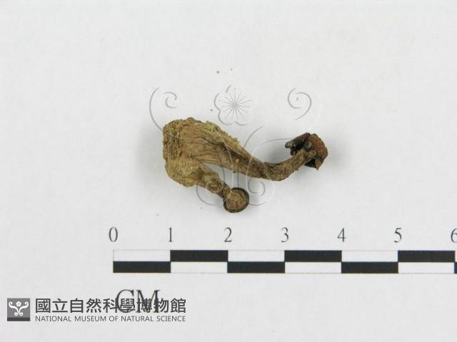 登錄號:F0016054藏品圖，第3張