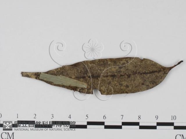 登錄號:F0021054藏品圖，第3張