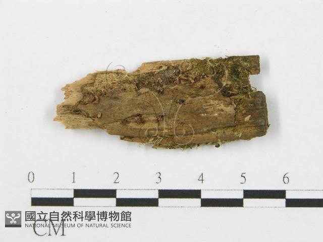 登錄號:F0001054藏品圖，第1張