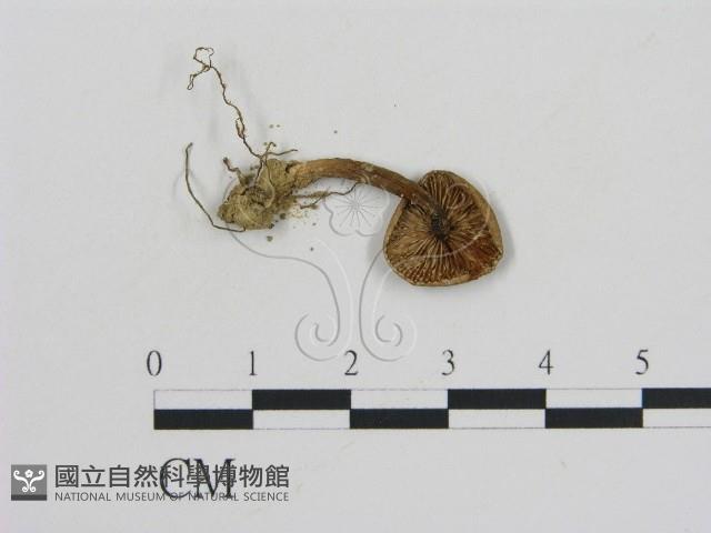 登錄號:F0011054藏品圖，第3張