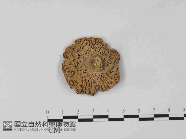 紅菇屬藏品圖，第3張