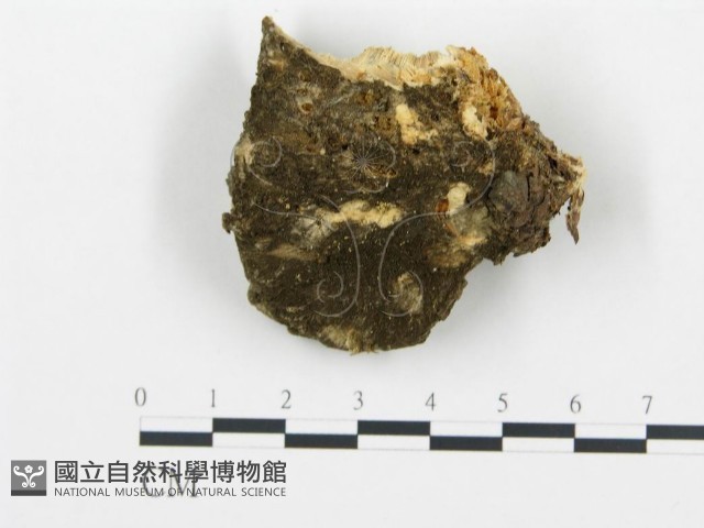 登錄號:F0014054藏品圖，第3張