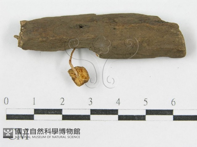登錄號:F0002054藏品圖，第3張