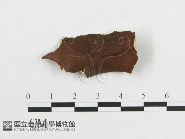 登錄號:F0007054藏品圖，第3張