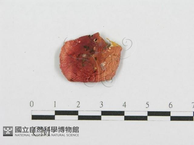 紅菇屬藏品圖，第3張