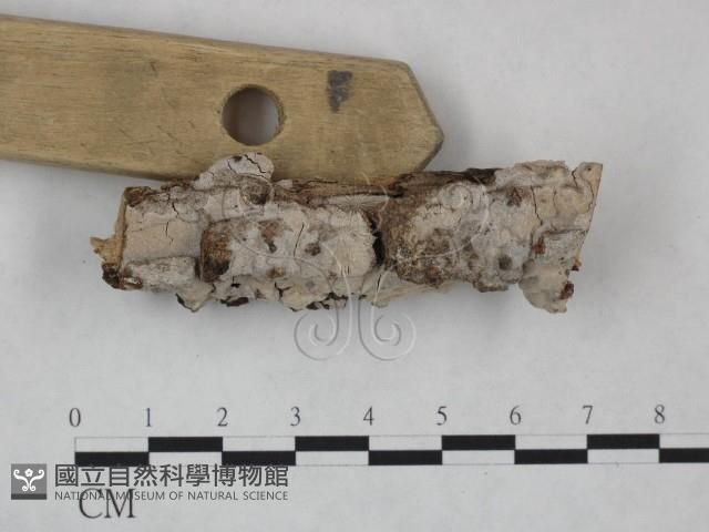 登錄號:F0025054藏品圖，第3張