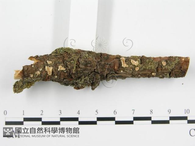 盤革菌屬藏品圖，第3張