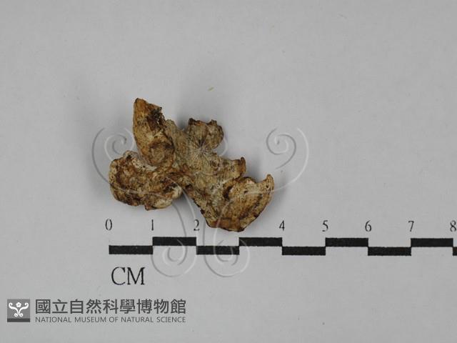 登錄號:F0029054藏品圖，第3張
