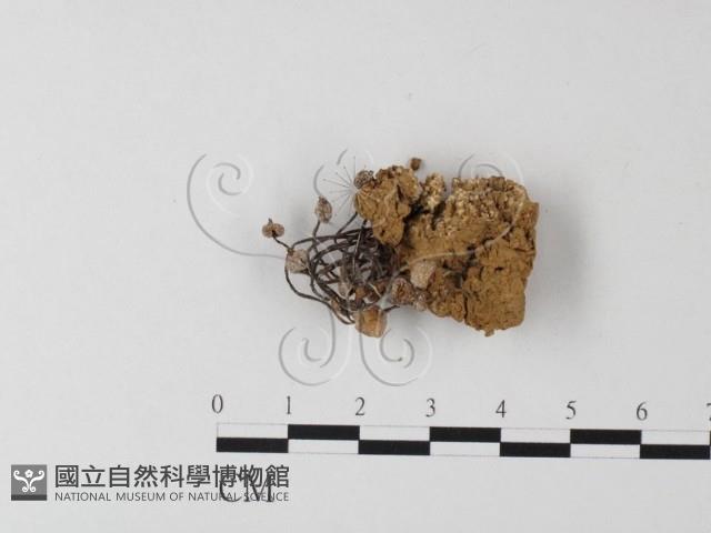 登錄號:F0009054藏品圖，第3張