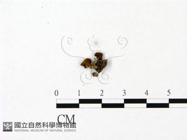 登錄號:F0023054藏品圖，第3張