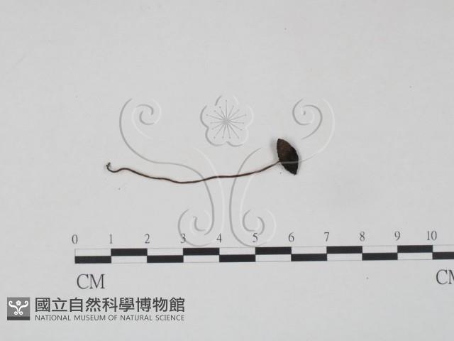 登錄號:F0003054藏品圖，第3張