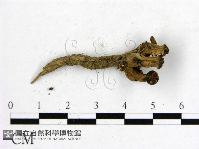 登錄號:F0013054藏品圖，第3張