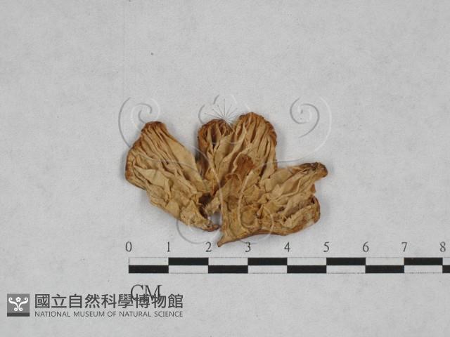 濕傘屬藏品圖，第3張