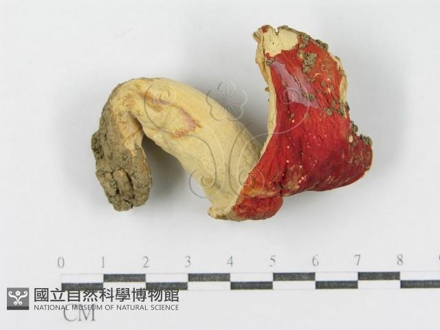 登錄號:F0008354藏品圖，第3張