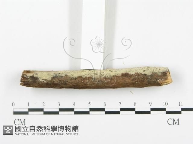 登錄號:F0000354藏品圖，第3張