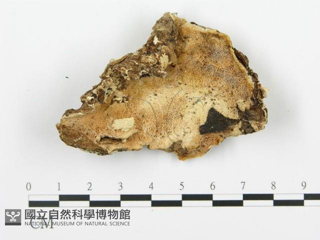 登錄號:F0006354藏品圖，第3張