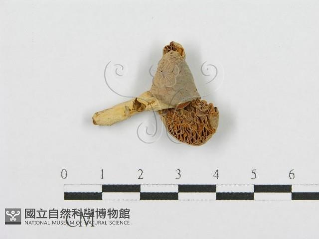 紅菇屬藏品圖，第3張
